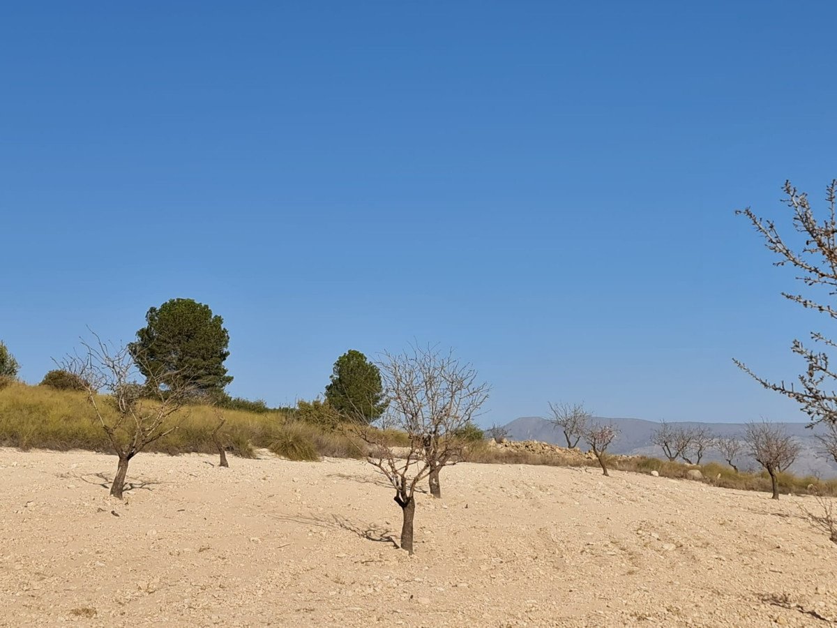Land in Jumilla