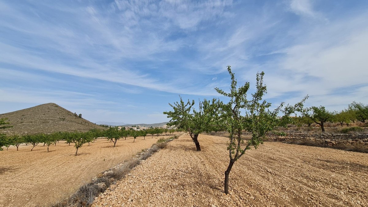 Land in Algueña