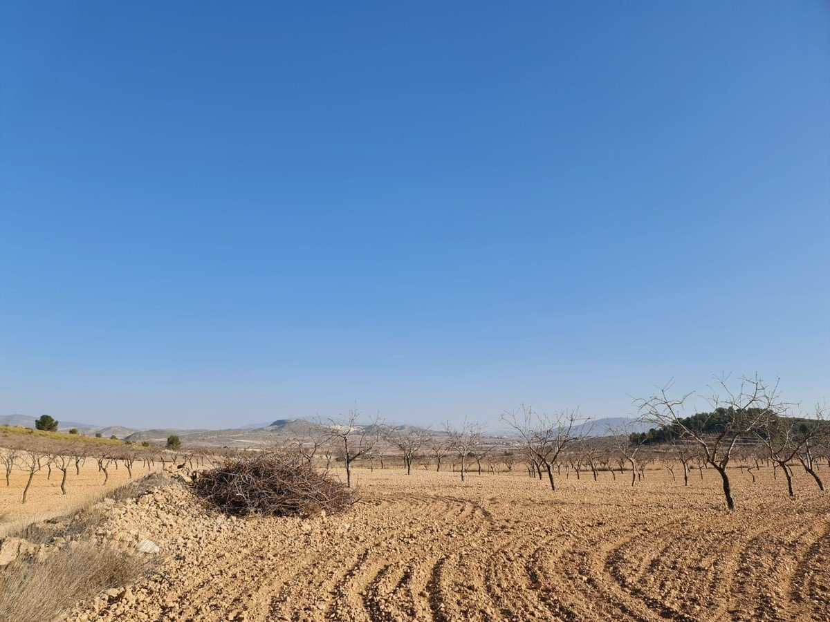 Land in Jumilla