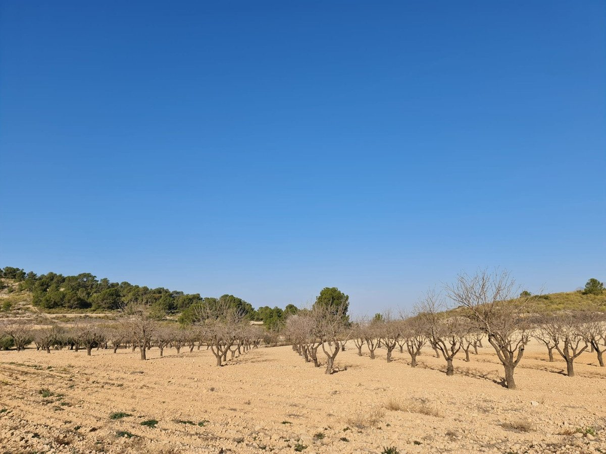 Land in Jumilla