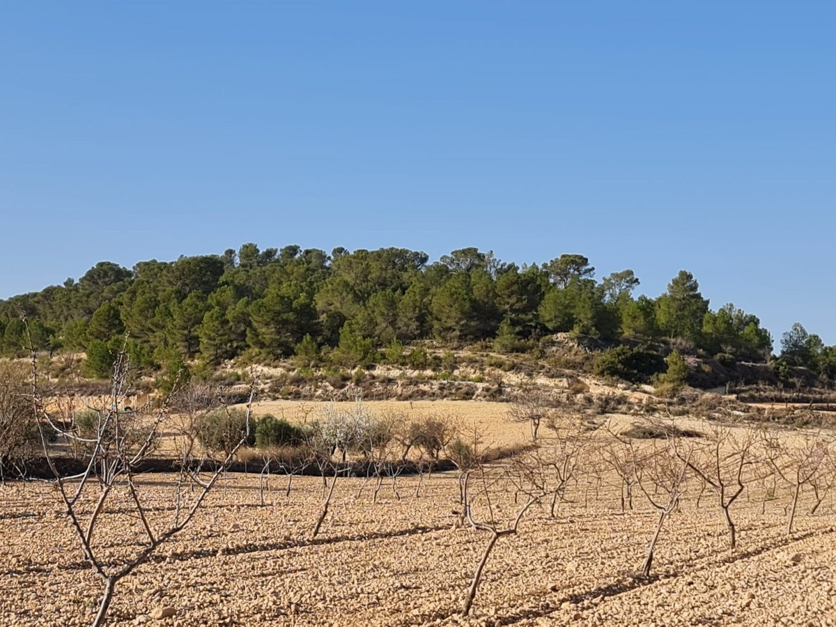 Land in Jumilla