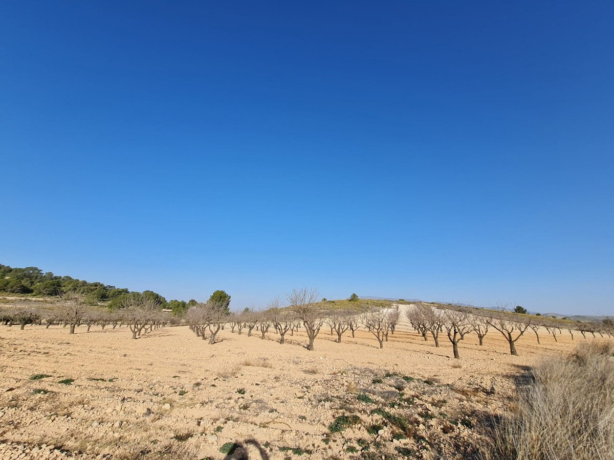 Land in Jumilla