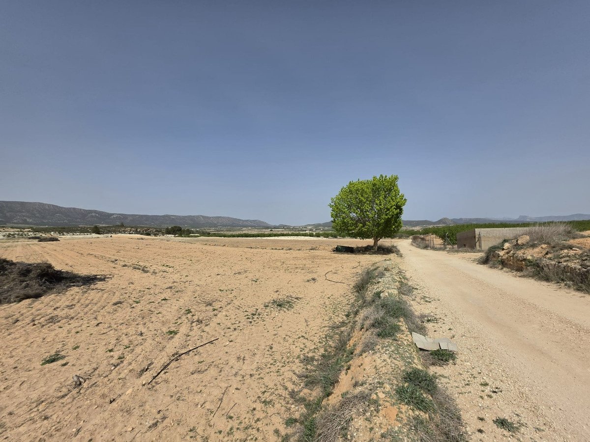Land in Pinoso