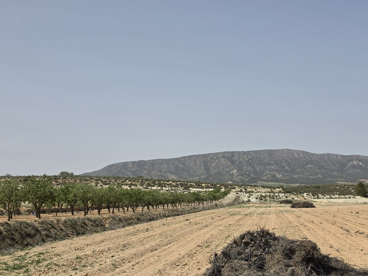 Land in Pinoso