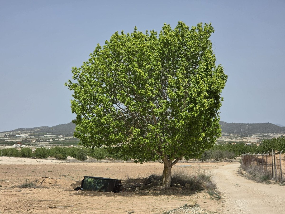 Land in Pinoso