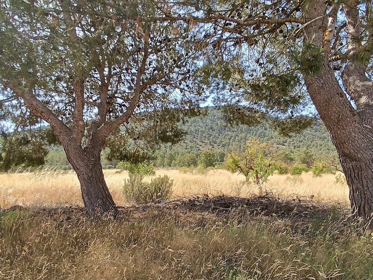3 Bed Finca - Cortijo in Yecla