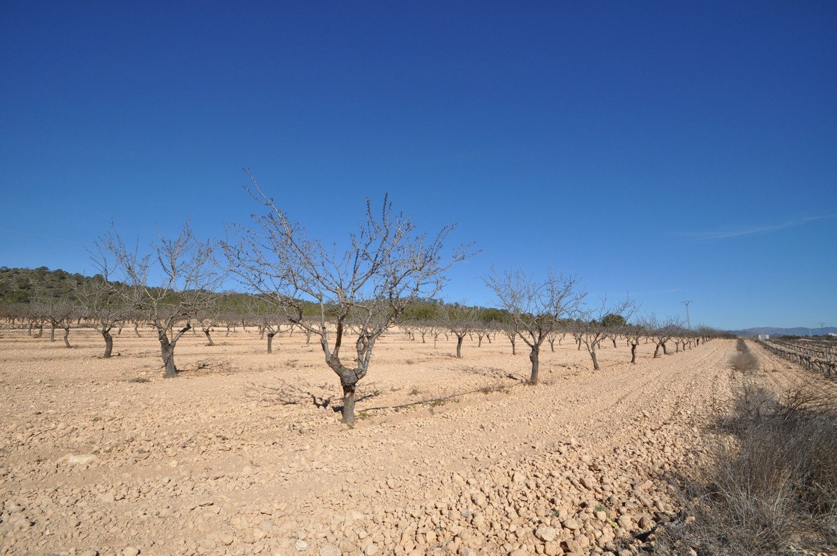 Land in Monóvar
