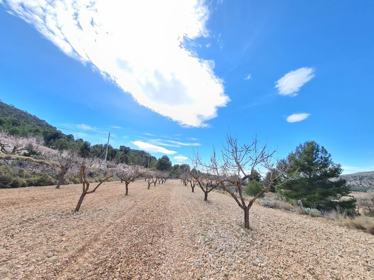 Land in Pinoso