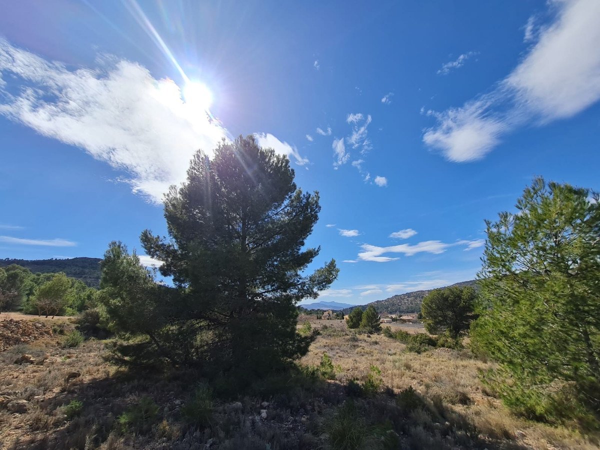 Land in Pinoso