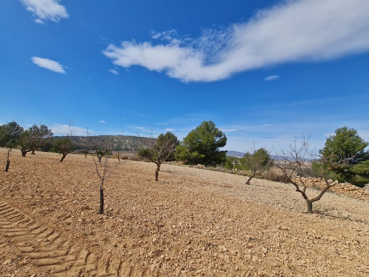 Land in Pinoso