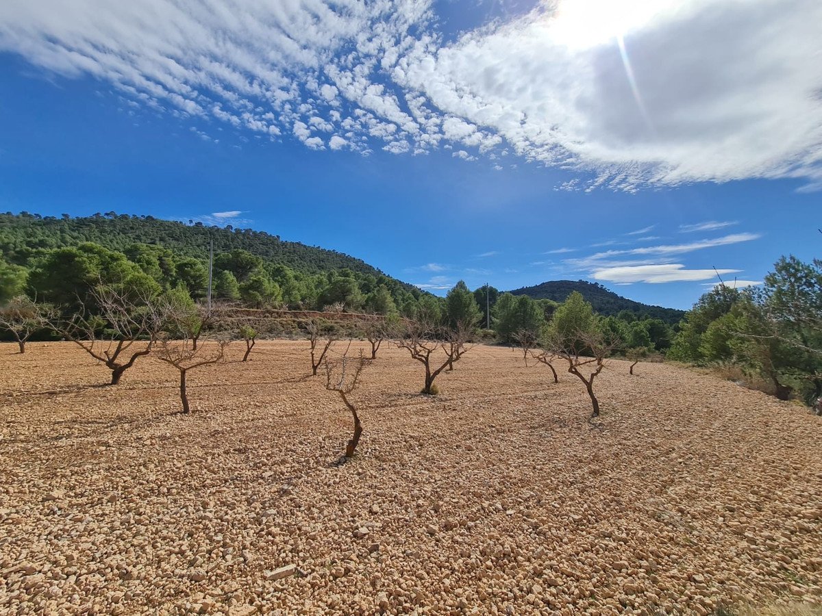 Land in Pinoso
