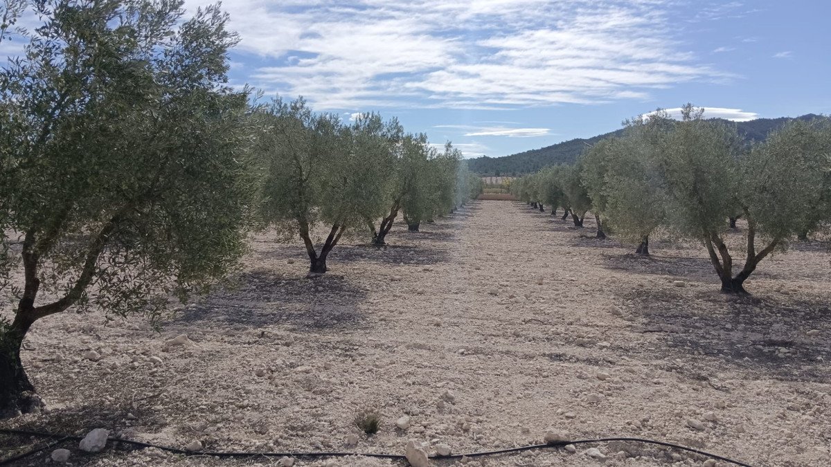 Land in Salinas