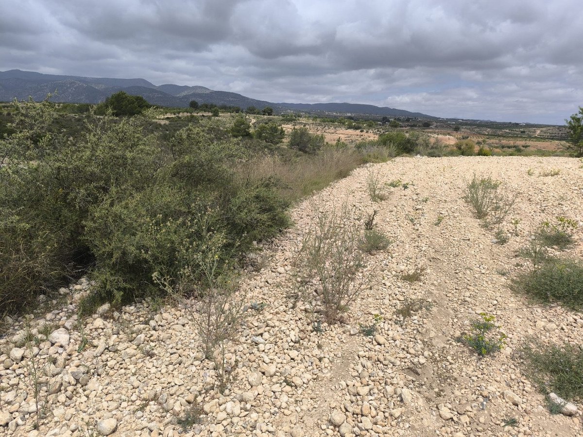 Land in Pinoso