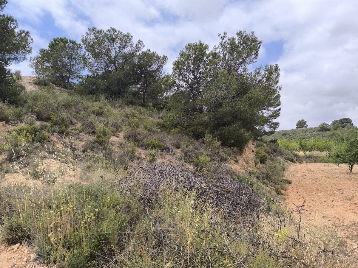 Land in Pinoso