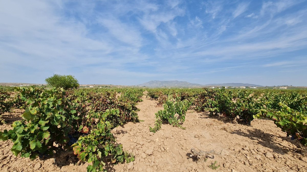 Land in Pinoso