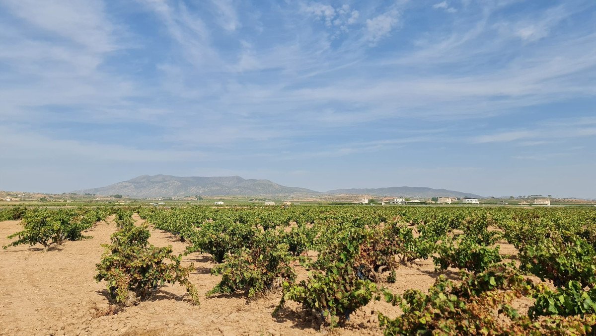 Land in Pinoso