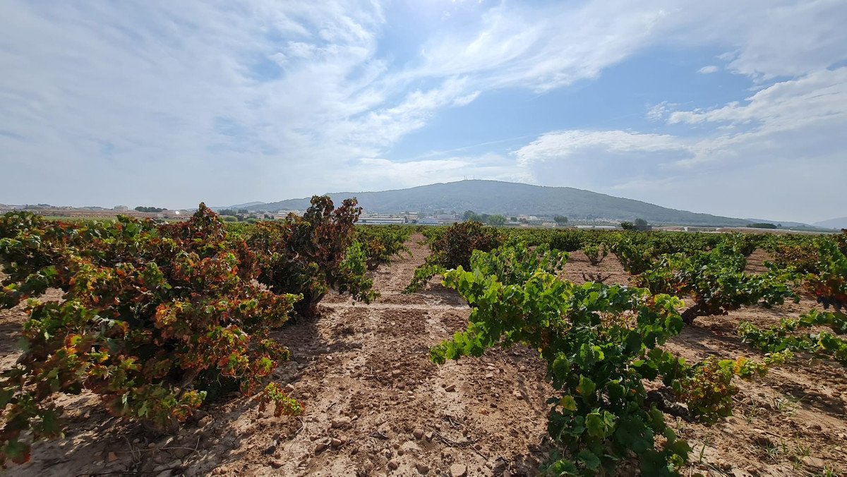 Land in Pinoso