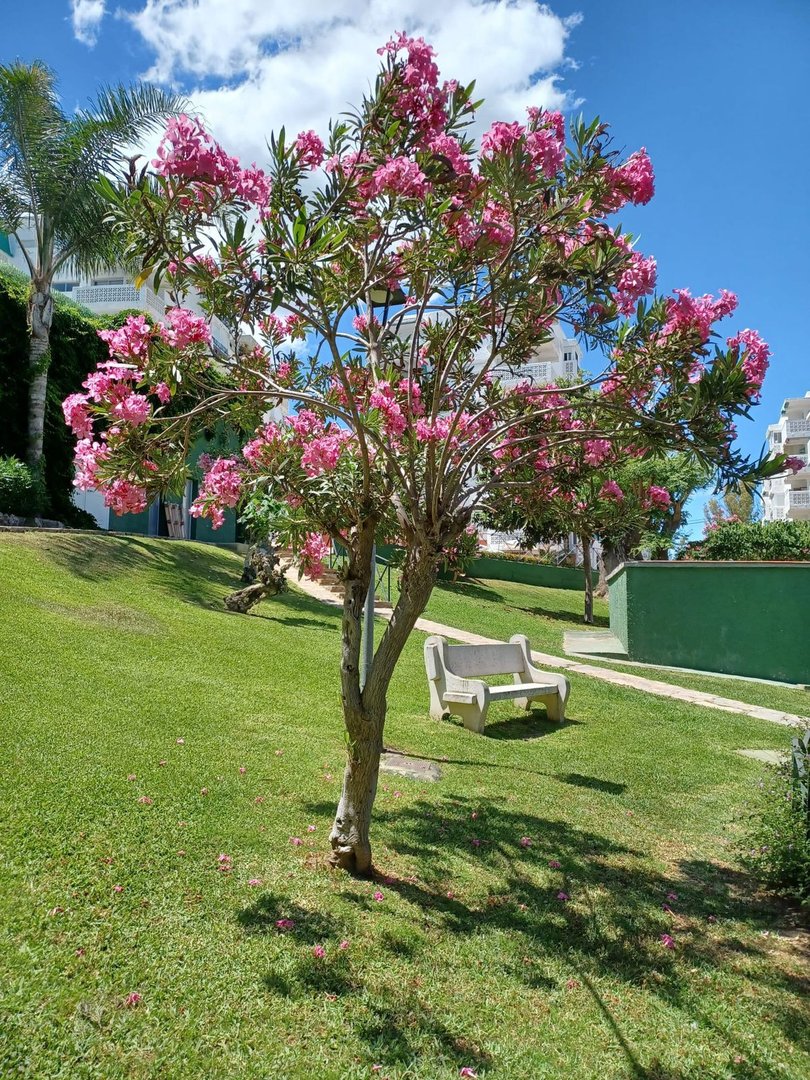 2 Bed Penthouse in Estepona