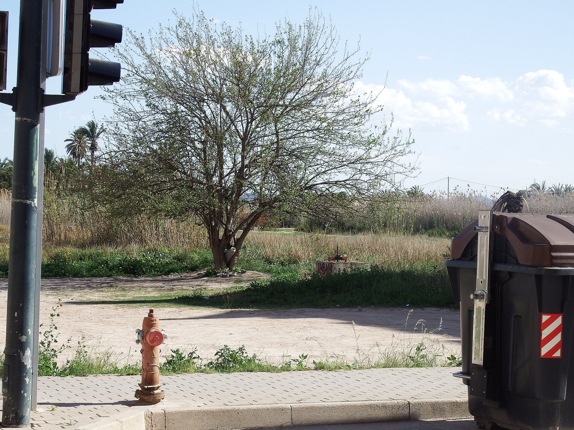 A tree-lined street with a traffic light, trash bin, and fire hydrant.