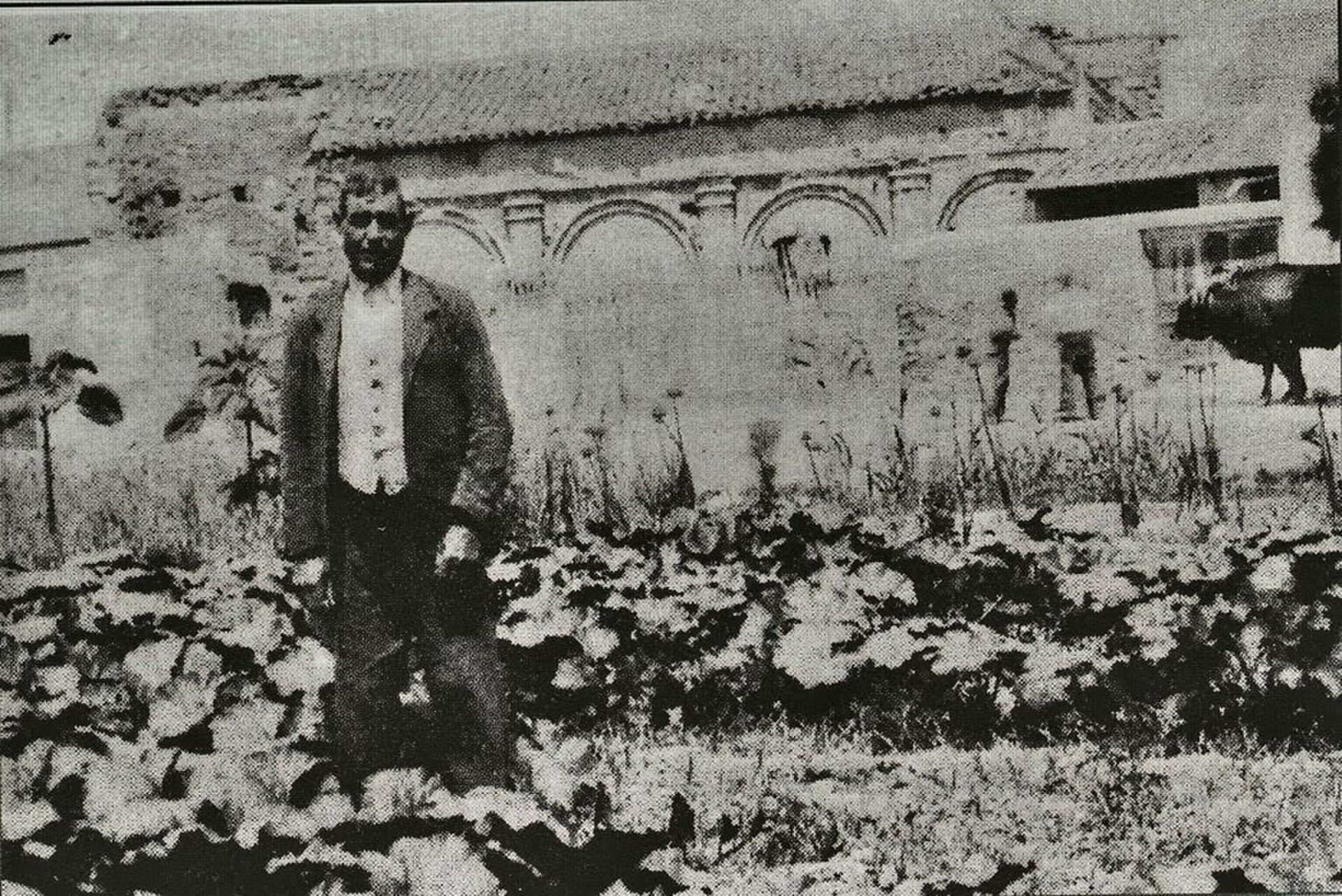 A vintage photo of a man in a garden with a rustic building and cow in the background.