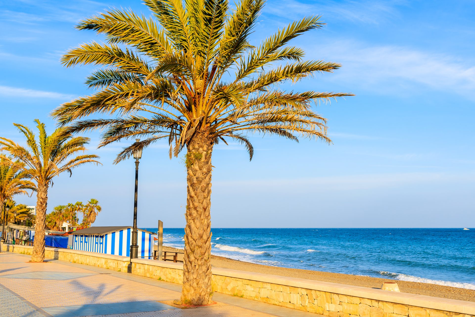 Palm trees line a coastal walkway with a clear blue sky and ocean view.