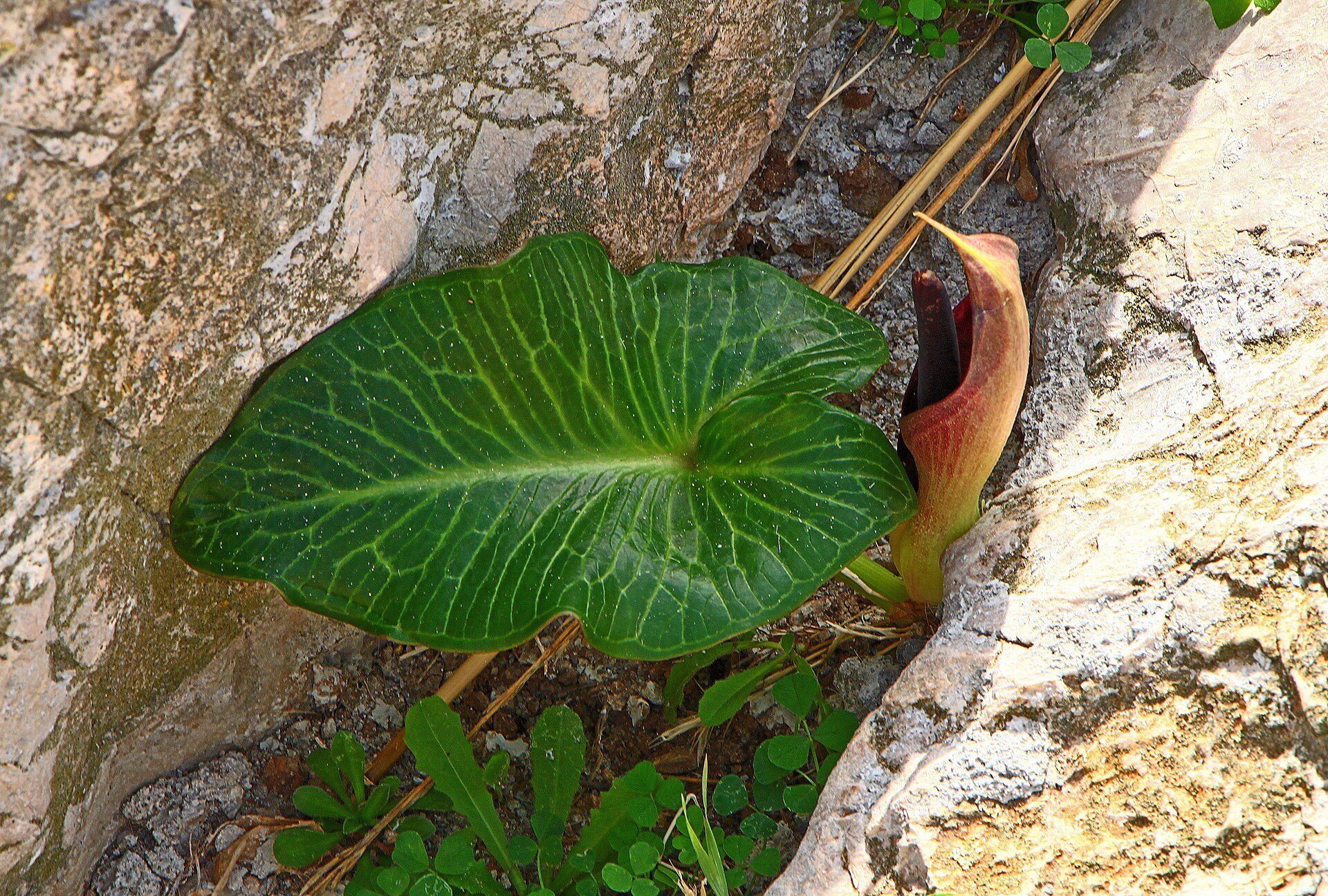 A green leafy plant with a unique, twisted stem growing in a rocky crevice.