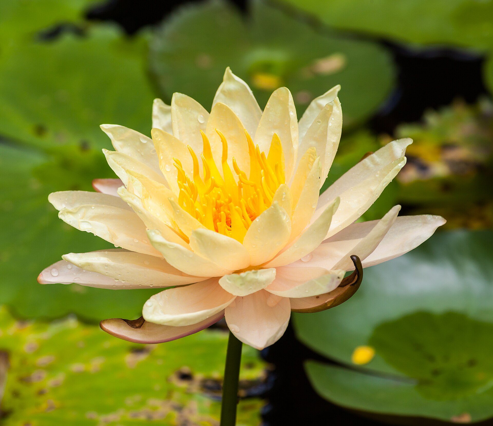 A serene view of a blooming water lily with vibrant yellow center and green leaves.