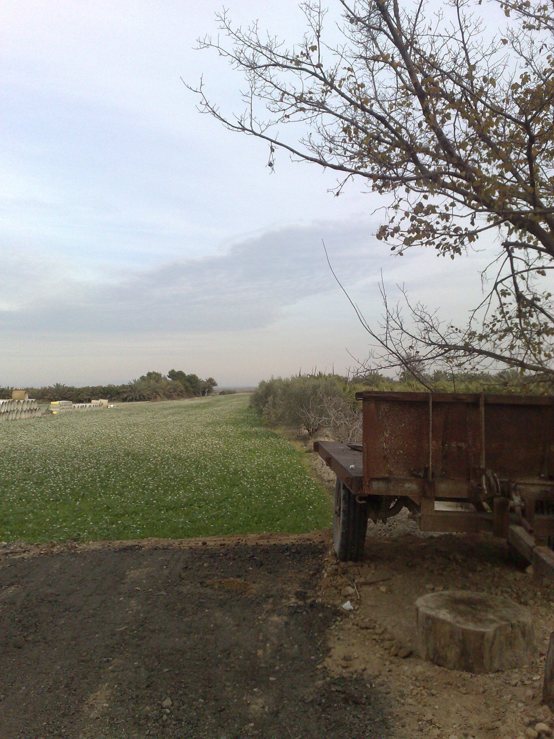 Old wooden trailer on dirt path, green field, tree, cloudy sky.