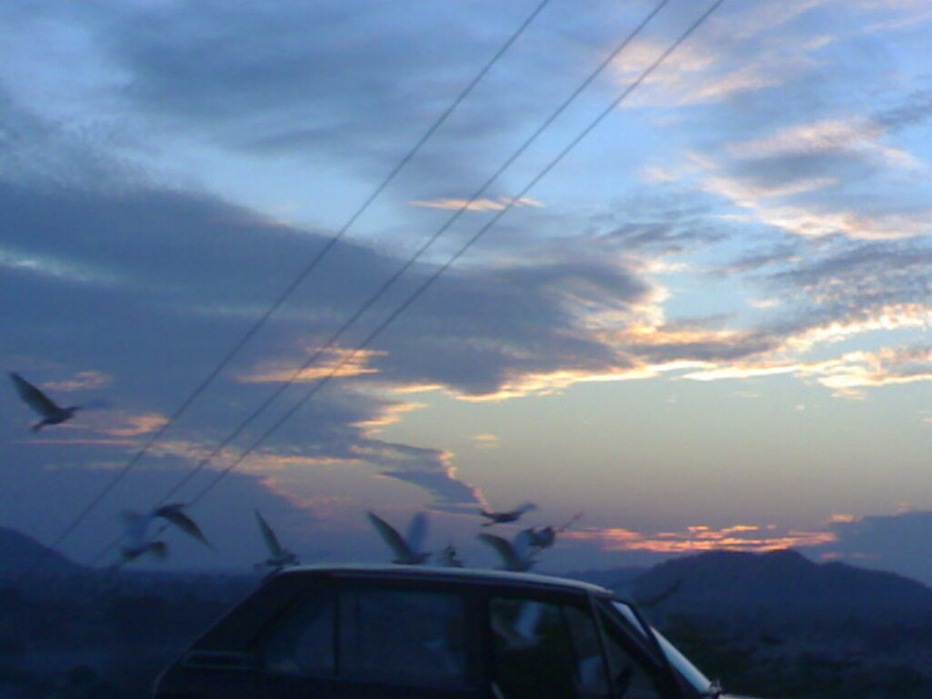 EGRETS SCRAMBLING AFTER BELLEYFUL OVER A CAR ON WAY HOME FROM PANAM RIVER, DEVGA