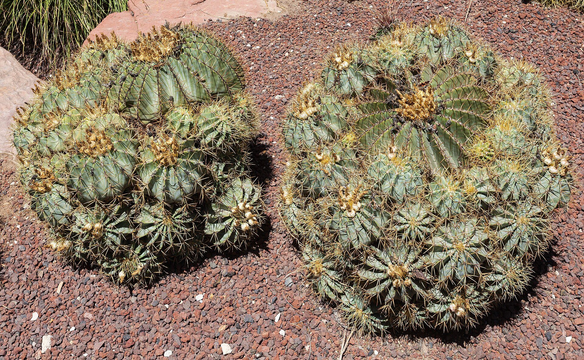 Hamatocactus Setispinus  Huerto Del Cura 20D7C75E8Ad7