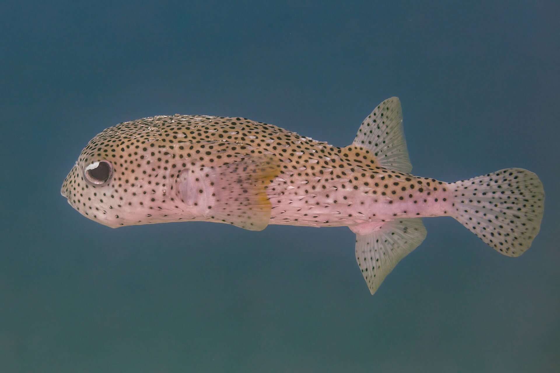 Spot-fin porcupinefish (Diodon hystrix), Cabo Pulmo, Baja California, Mexico. Th