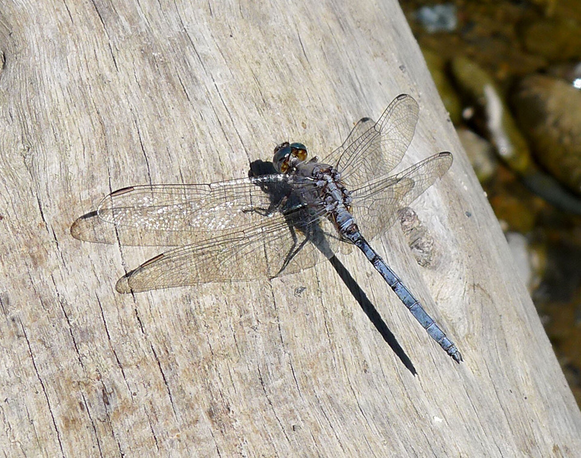 A dragonfly with translucent wings and a blue body rests on a wooden surface.