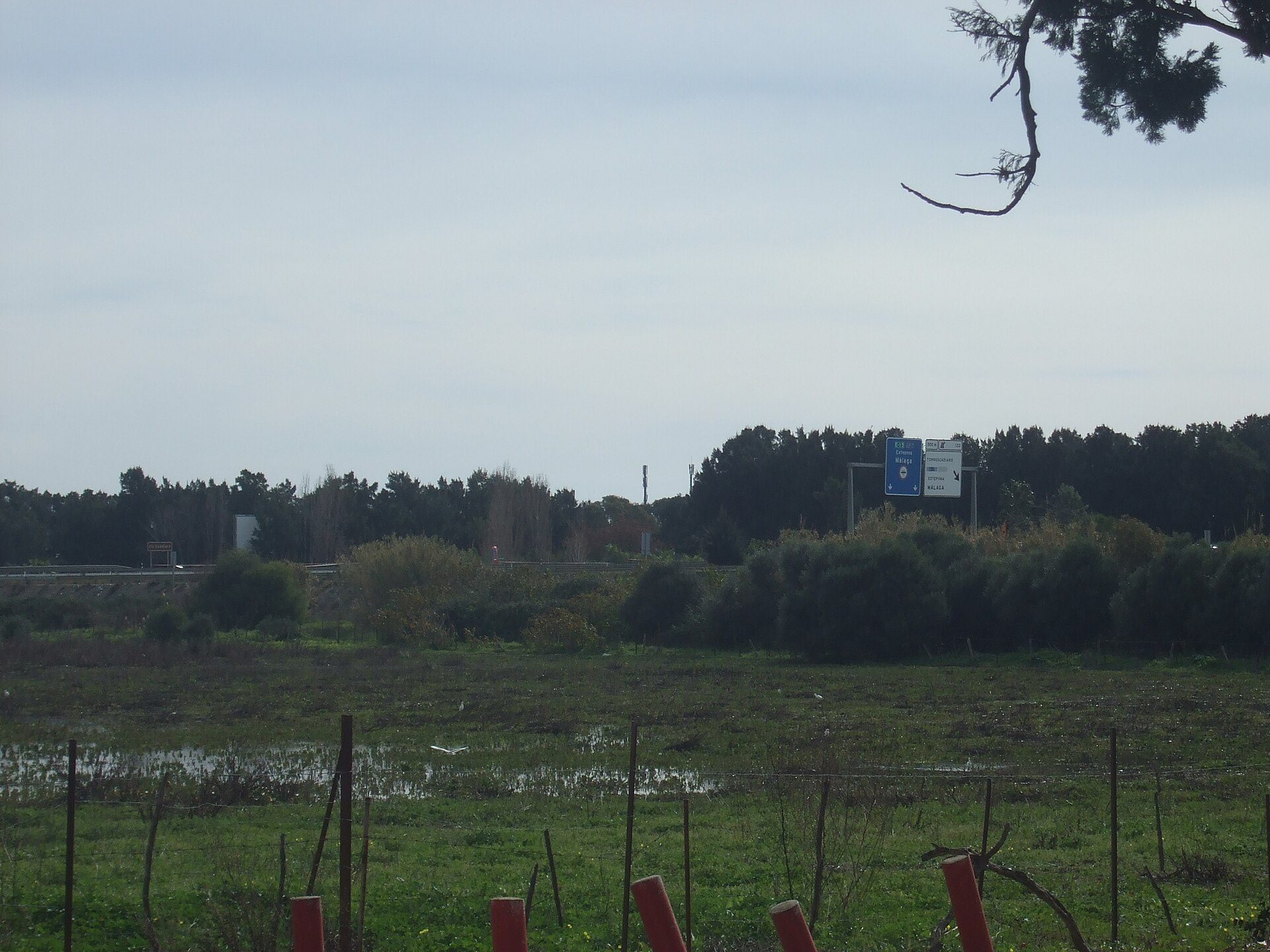 A grassy field with a road and trees in the background.