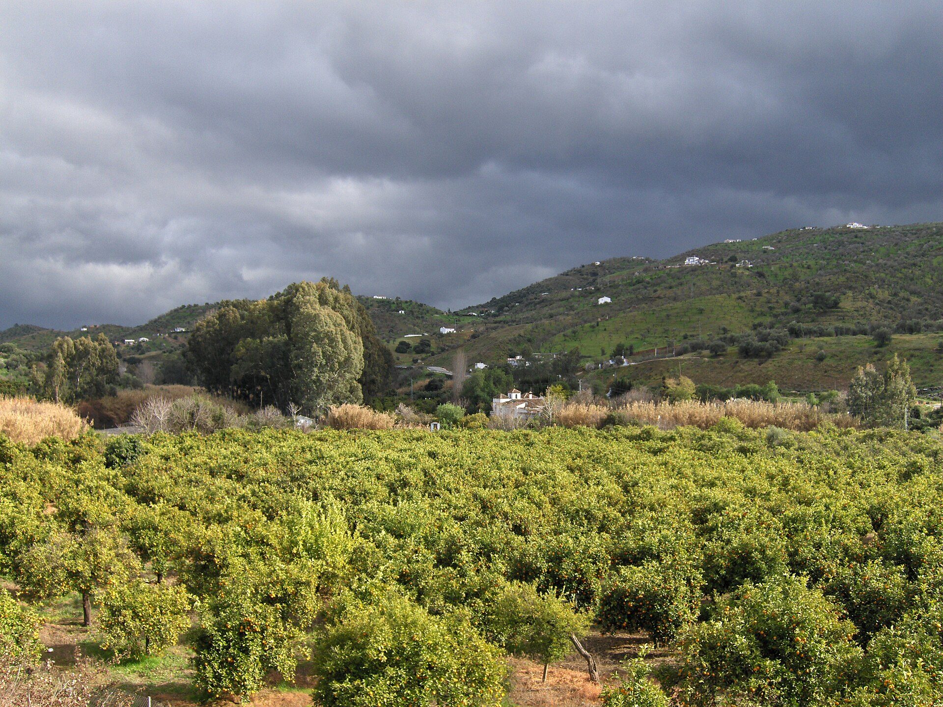 Orange groves in Guaro, Málaga.