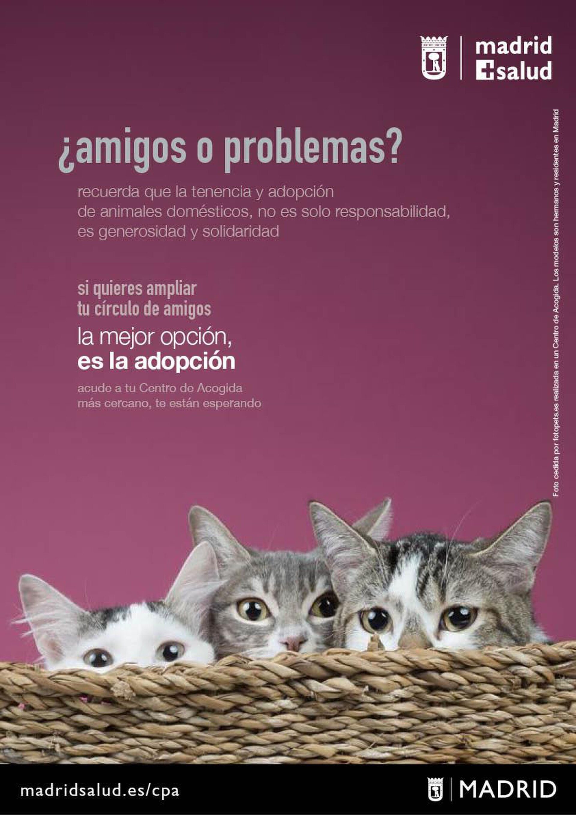 Three cats peeking over a wicker basket on a pink background.