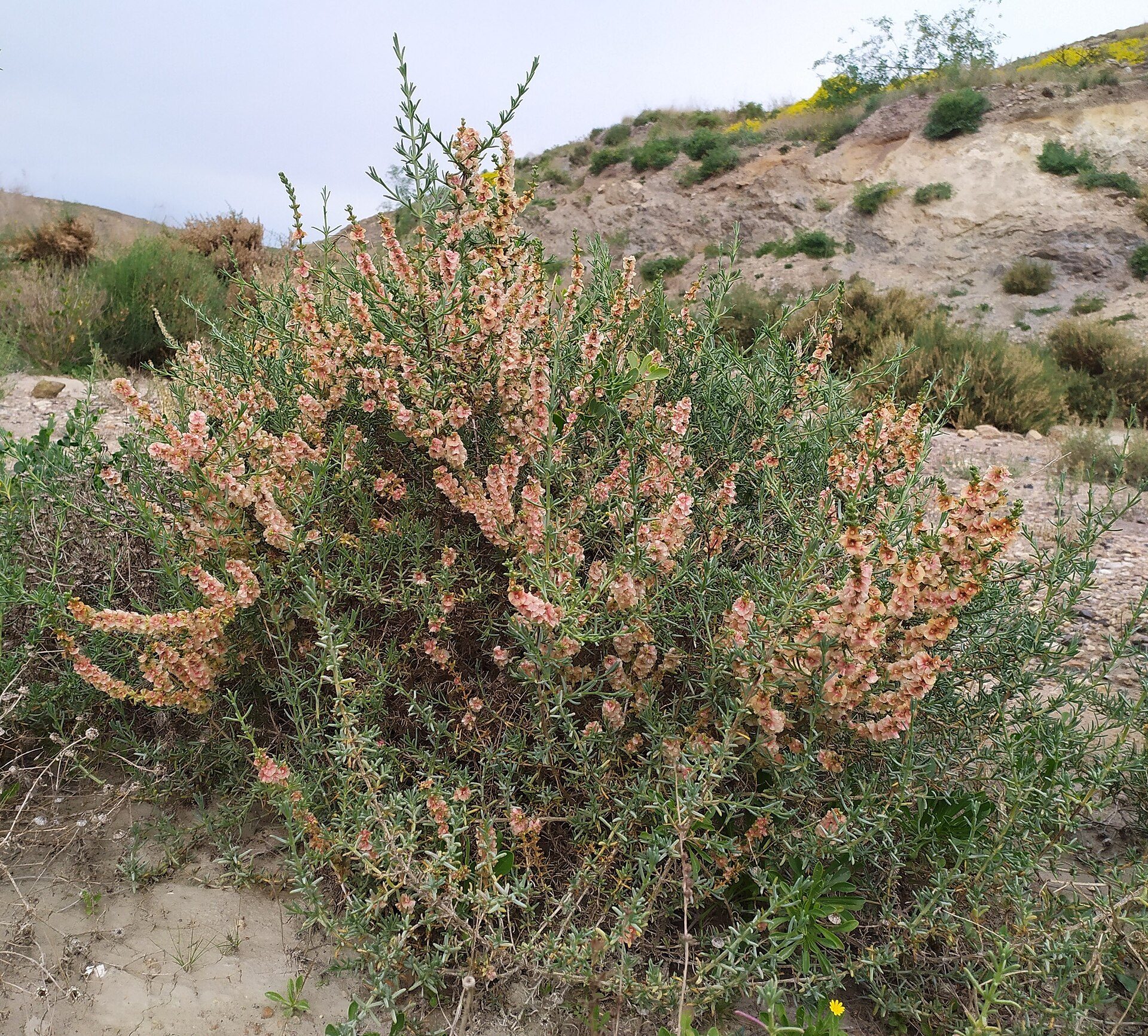Specimen of salsola genistoides in Sierra Minera in Region of Murcia