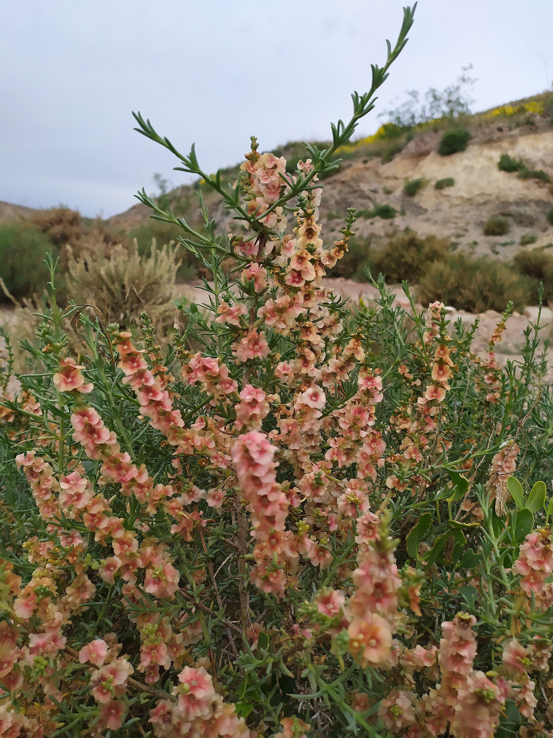 Salsola genistoides est une espèce proche de la soude brûlée (elles appartiennen