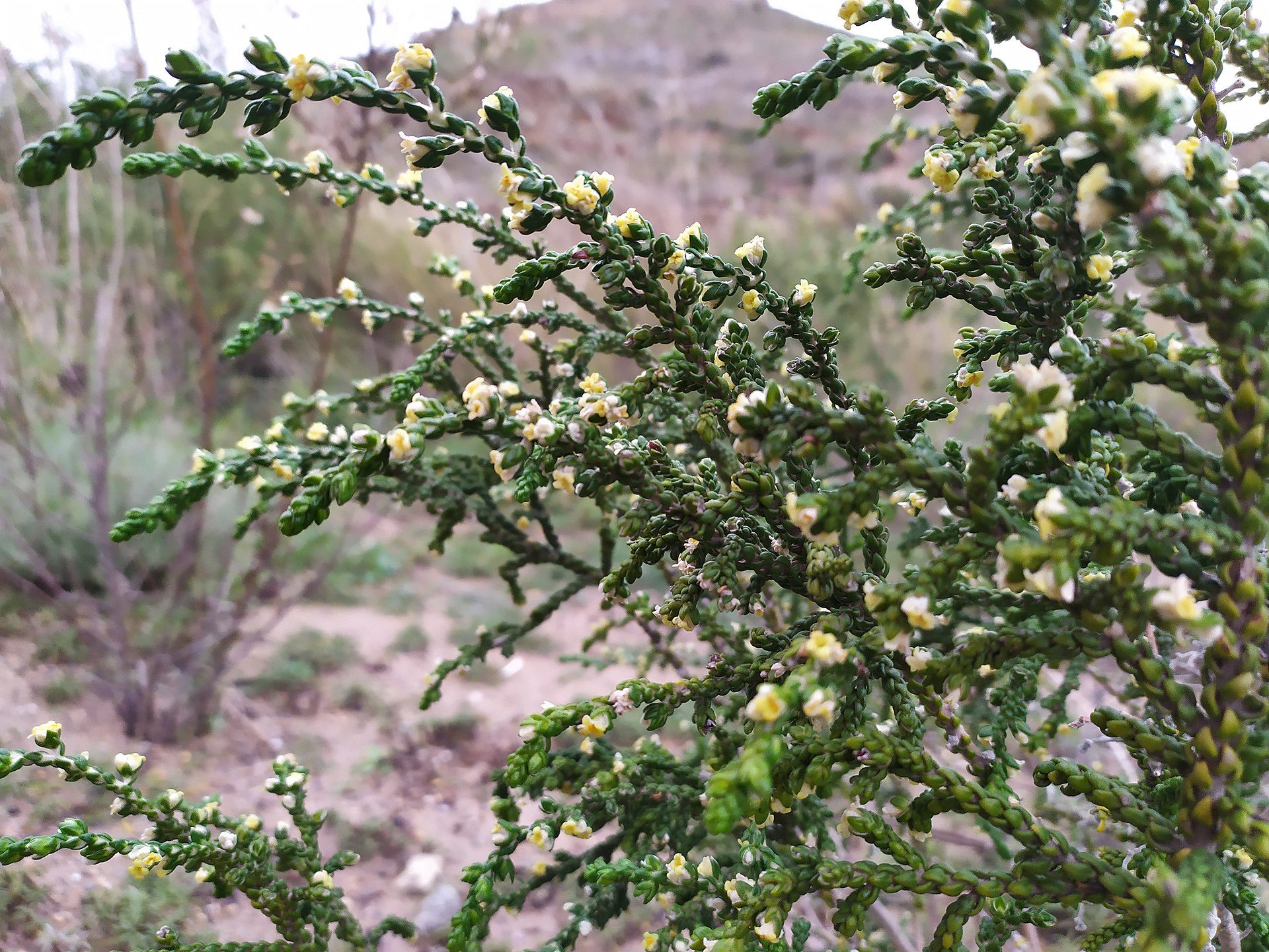 Specimen of shaggy sparrow-wort (Thymelaea hirsuta) in La Unión, Spain