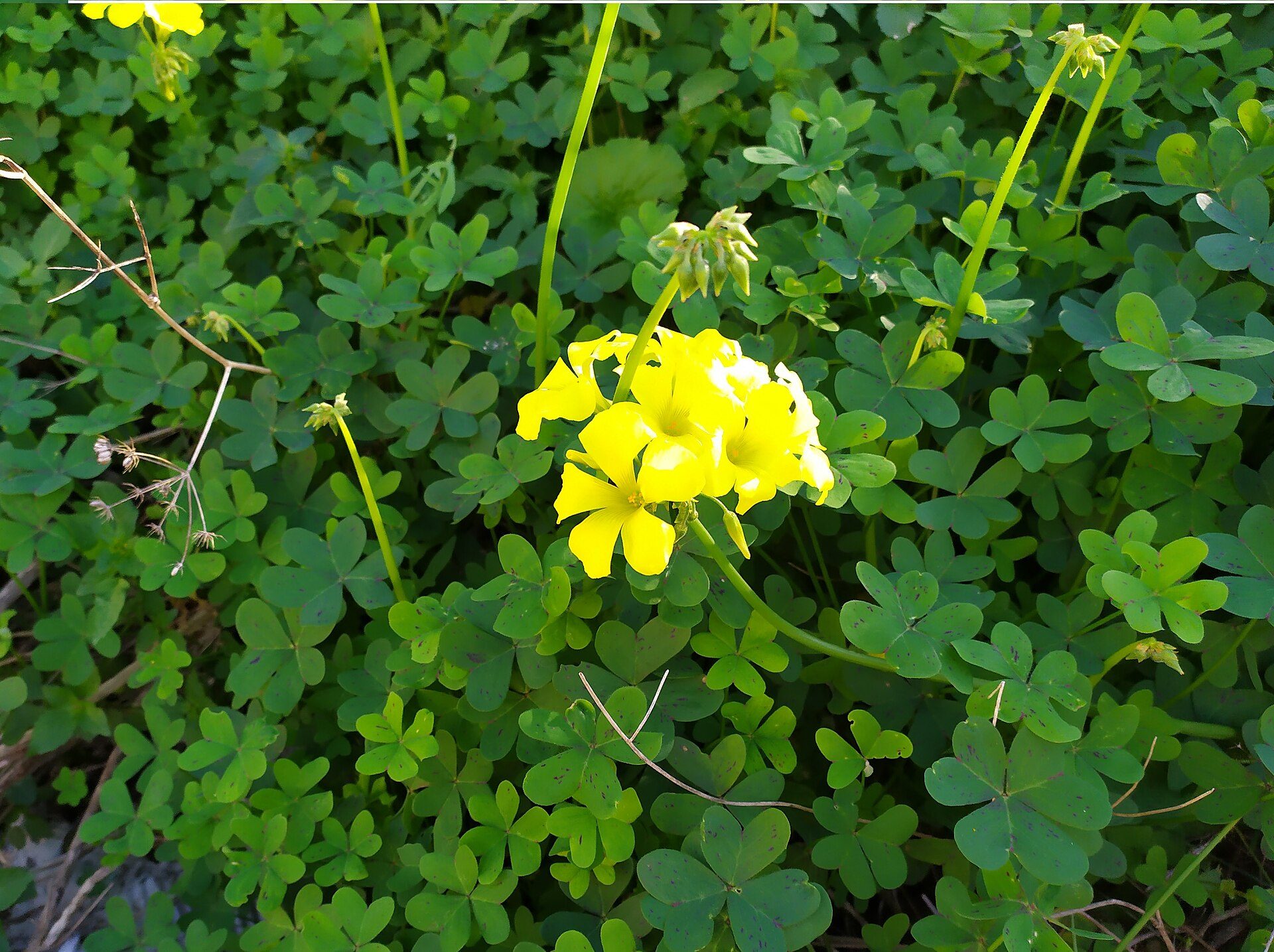 Vinagrillo (Oxalis pes-caprae) en el municipio de La Unión, en la Región de Murc