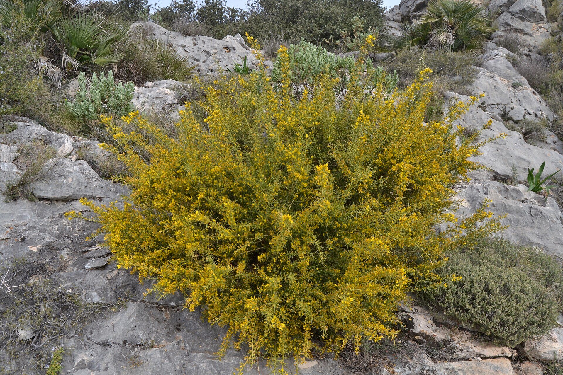 Argelaga a la serra de Laguar.