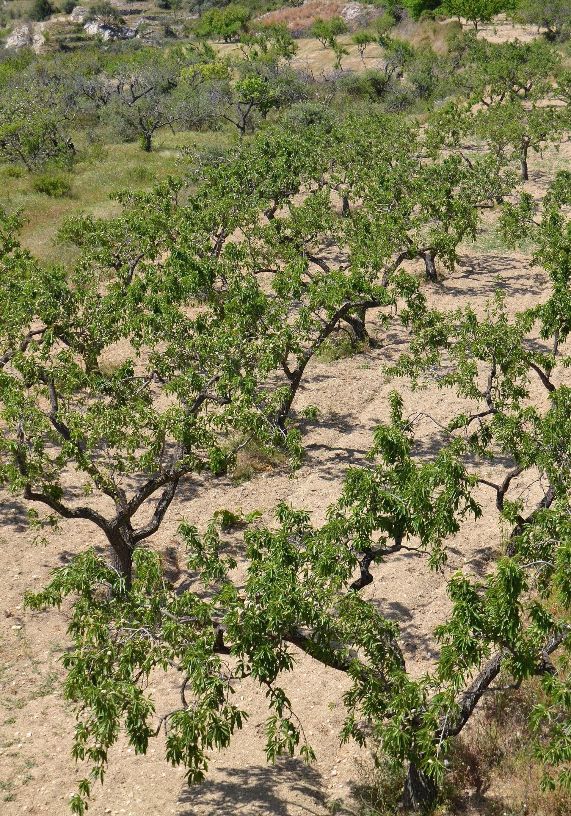 Camp d'ametllers a la Vall de Laguar.