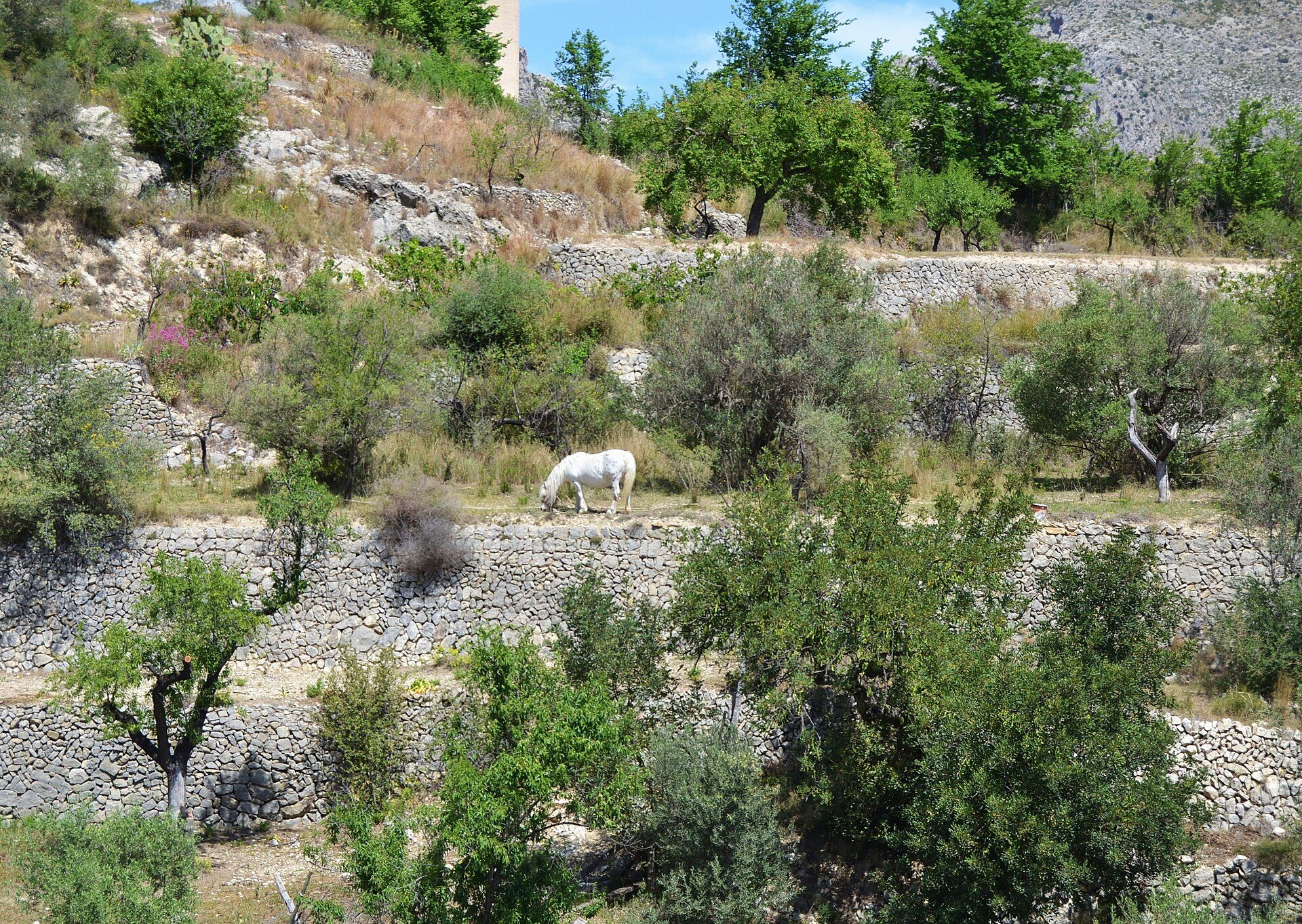 Cavall blanc, la Vall de Laguar.