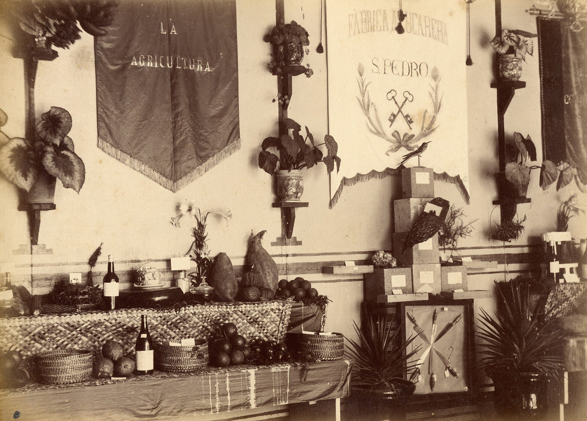 A panoply of 6 "cuchillos canarios" (Canary knives), originating from Gran Canar