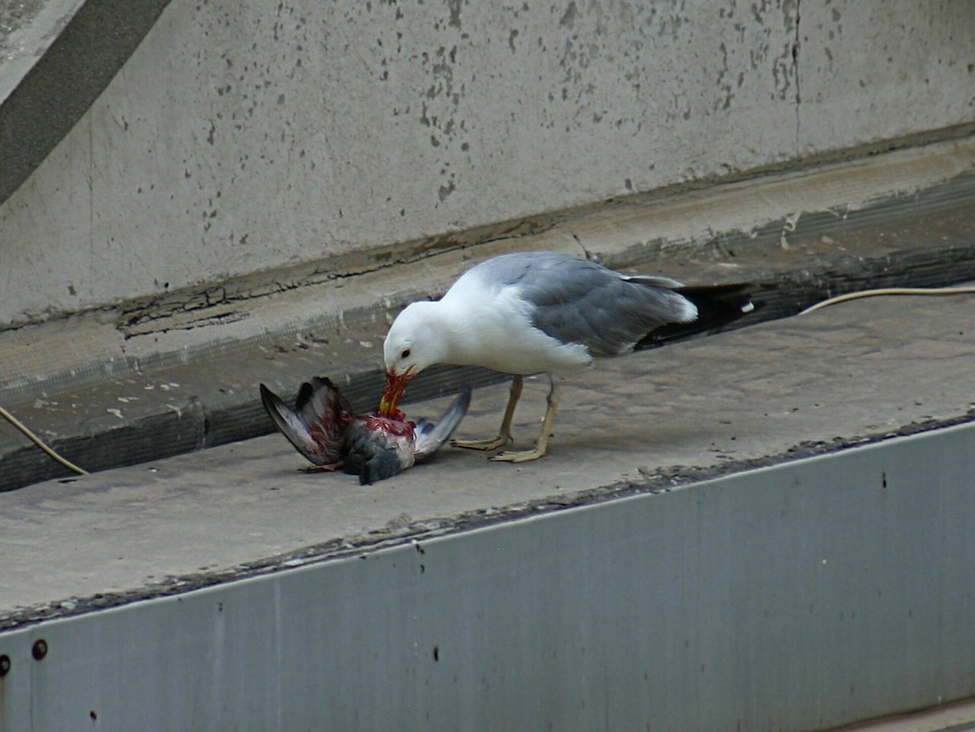 Seagull a eating a pigeon. At 2Km of the river and 3 Km of the coast and the por