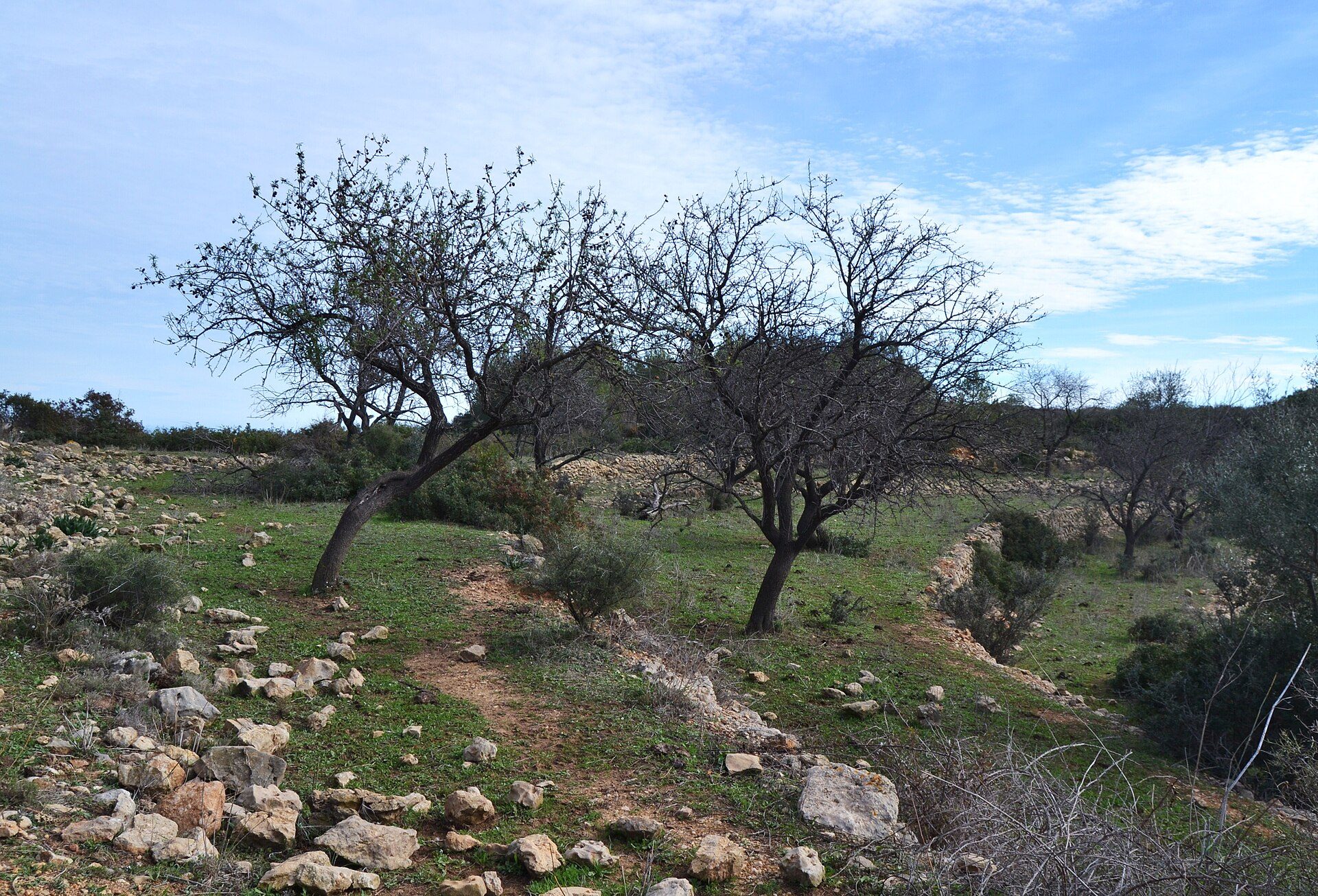 Alt text: Outdoor view of a rocky hillside with olive trees and a clear blue sky.