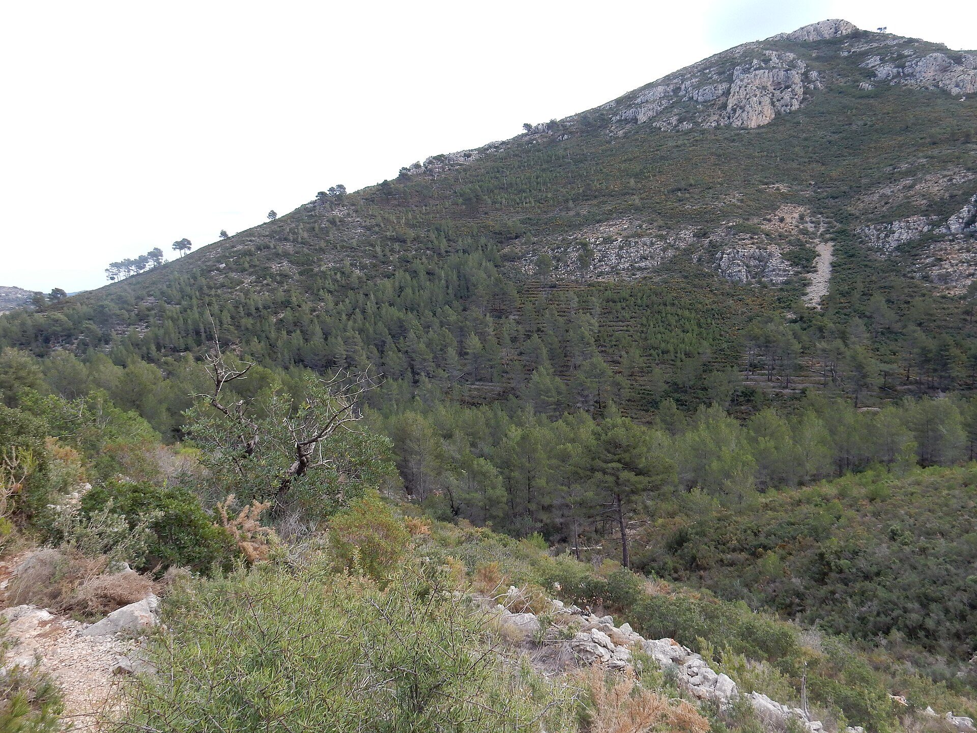 Mountain view room with forest and rocky hillside, natural light, and greenery.