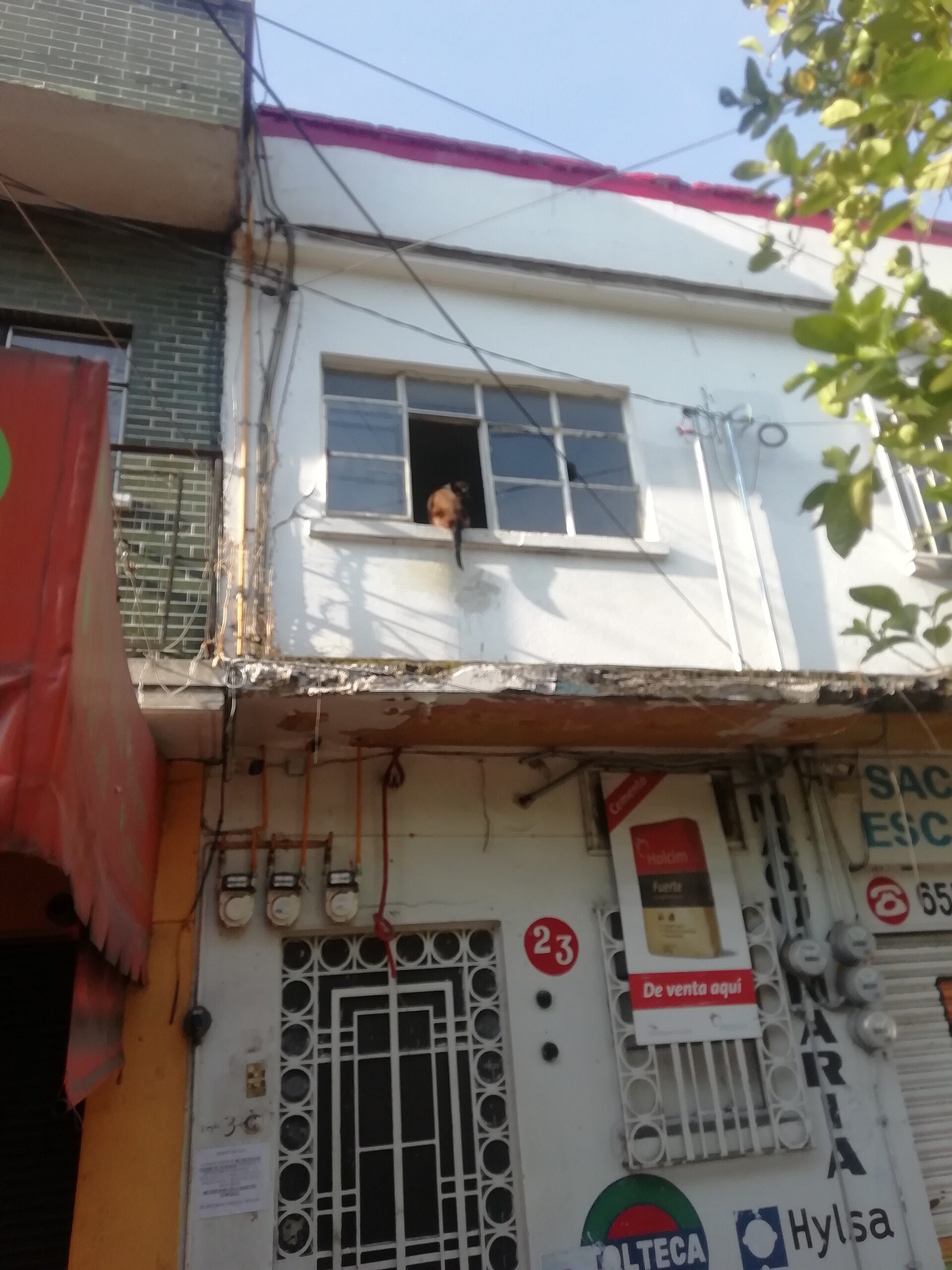 A small room with a window view of the street, featuring a dog looking out.
