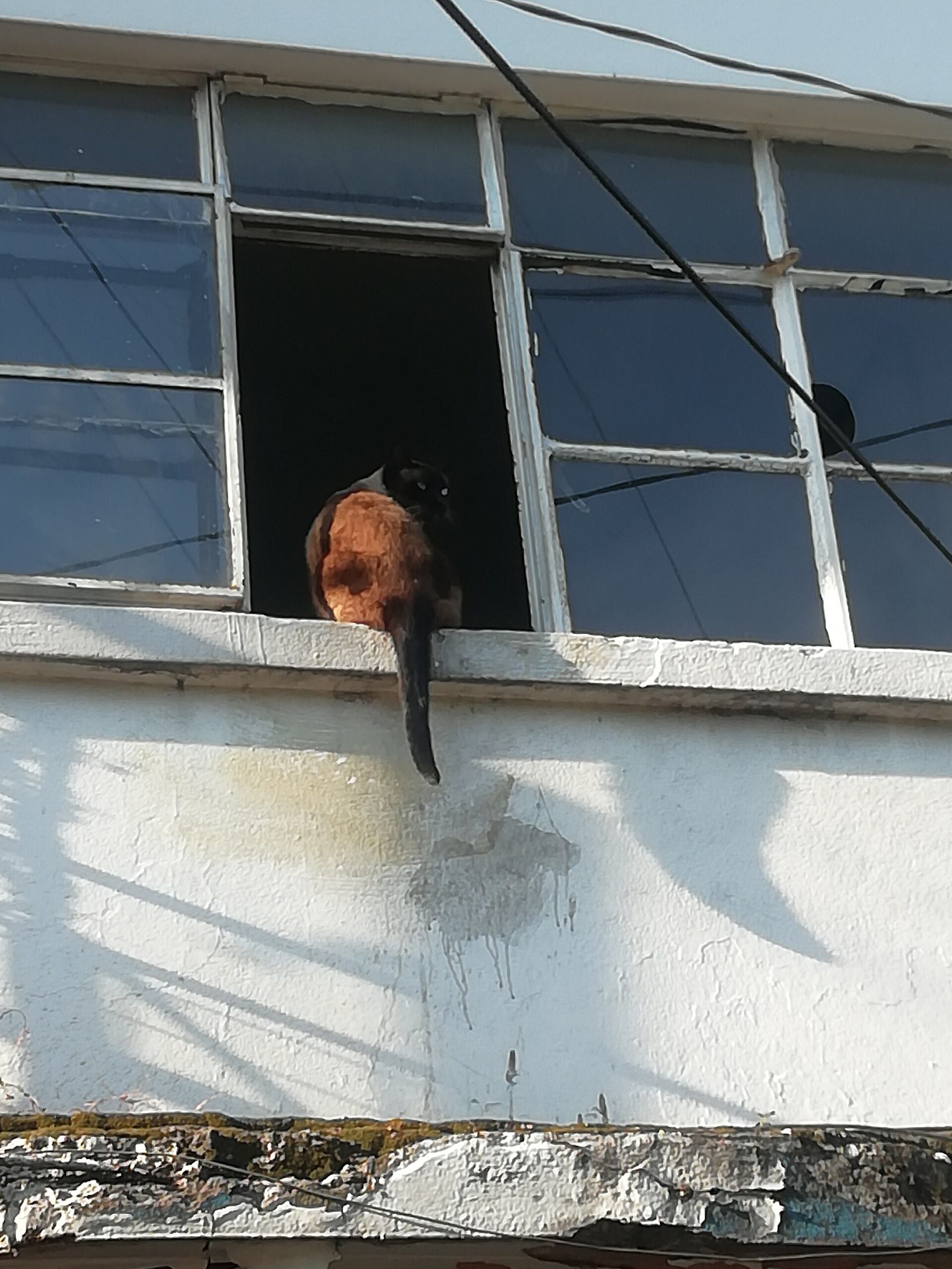 A cat perched on a window ledge of a room with a view of power lines.