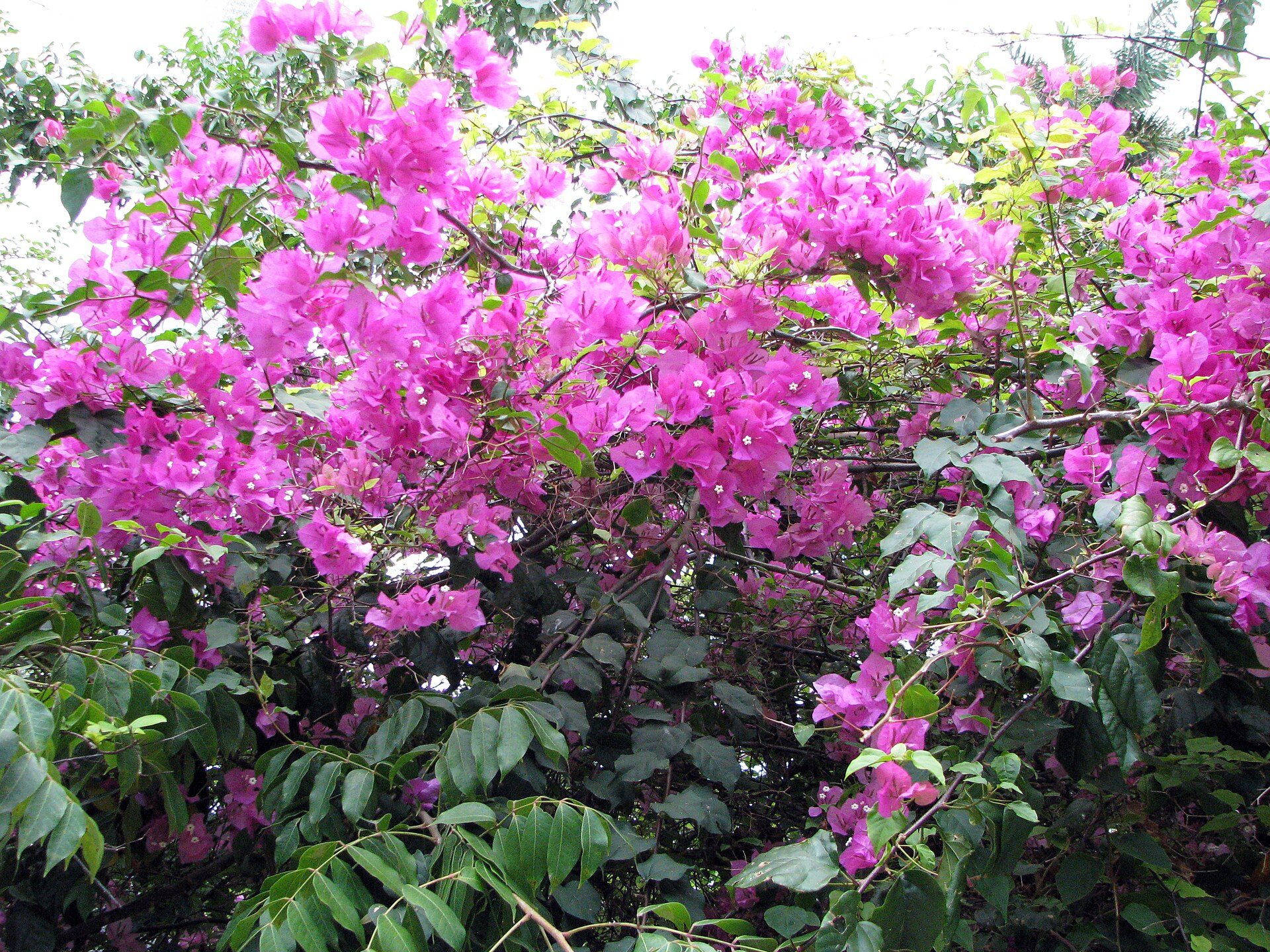 Bright pink bougainvillea flowers in a lush garden setting.