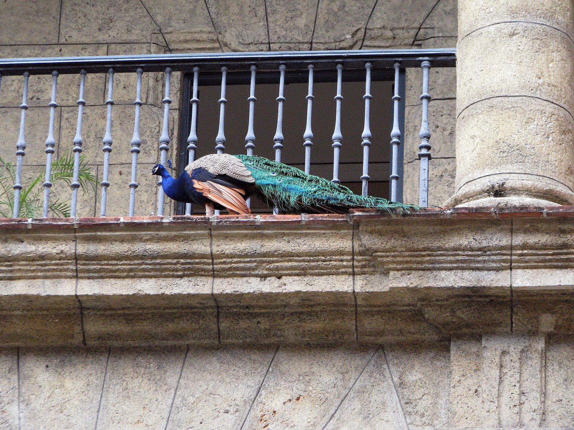 A peacock perched on a balcony railing with a view of a stone building.